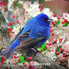 Схема вышивки «птичка»