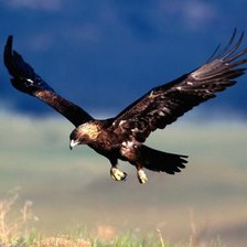 Схема вышивки «коршун»