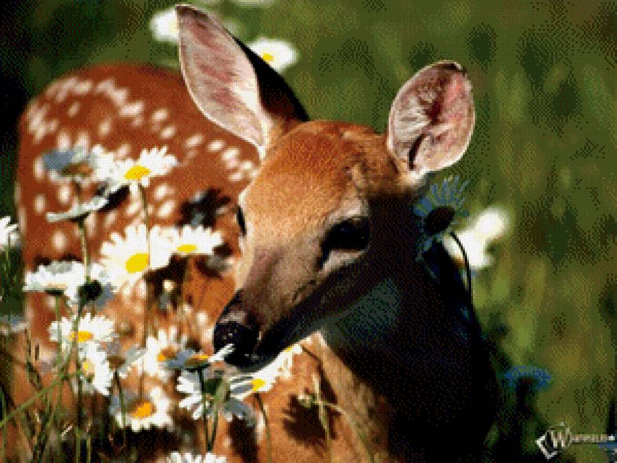 бемби - животные, бемби - предпросмотр