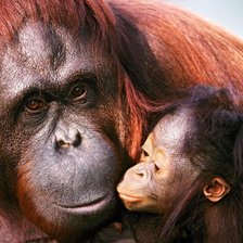 Схема вышивки «арангутант с ребенком»