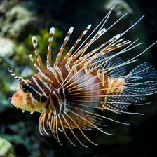 Схема вышивки «рыбка»