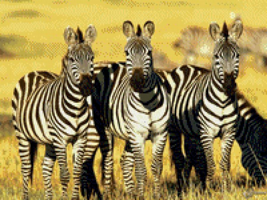 три зебры - животные - предпросмотр