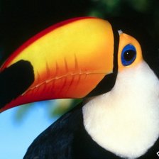 Схема вышивки «тукан»