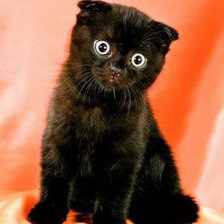 Забавный котенок