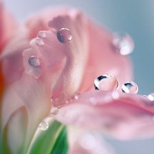 Схема вышивки «№497338»