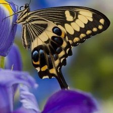 Схема вышивки «№497388»