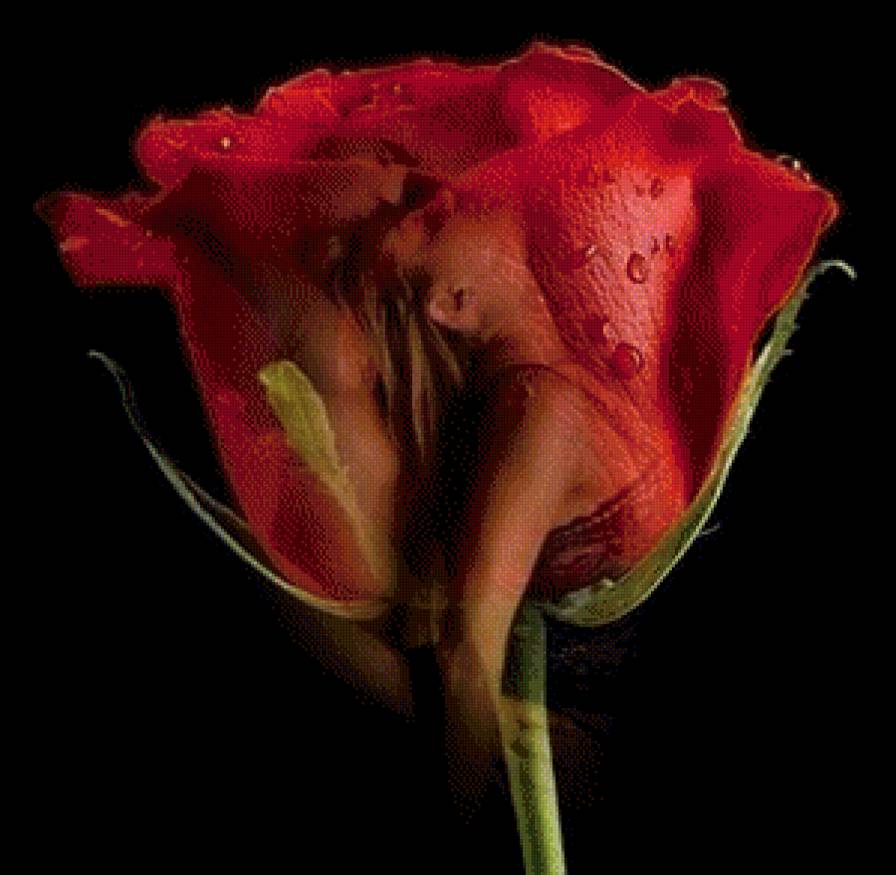 дева в розах - девушка роза цветок - предпросмотр