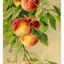 Схема вышивки «Ветка персиков»