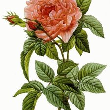 Схема вышивки «Роза»