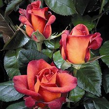 Схема вышивки «Кофейные розы»