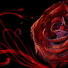 Схема вышивки «Роза»