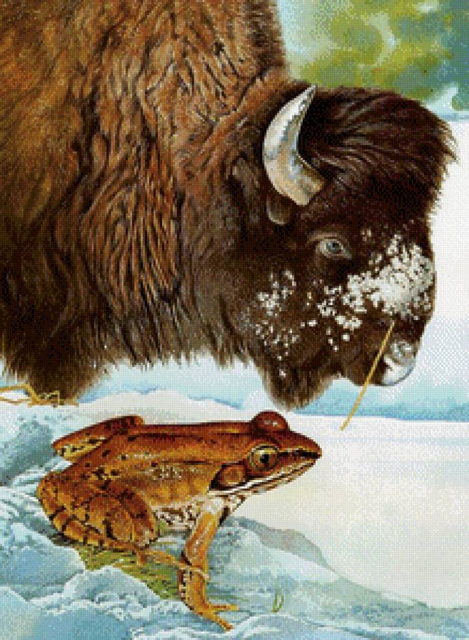 Лягушка и зубр - животные, природа - предпросмотр