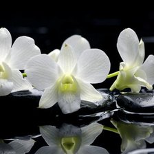 Схема вышивки «орхидея»