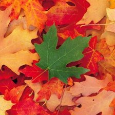 Схема вышивки «подушка "осень"»