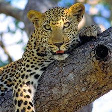 Схема вышивки «гепард на дереве»