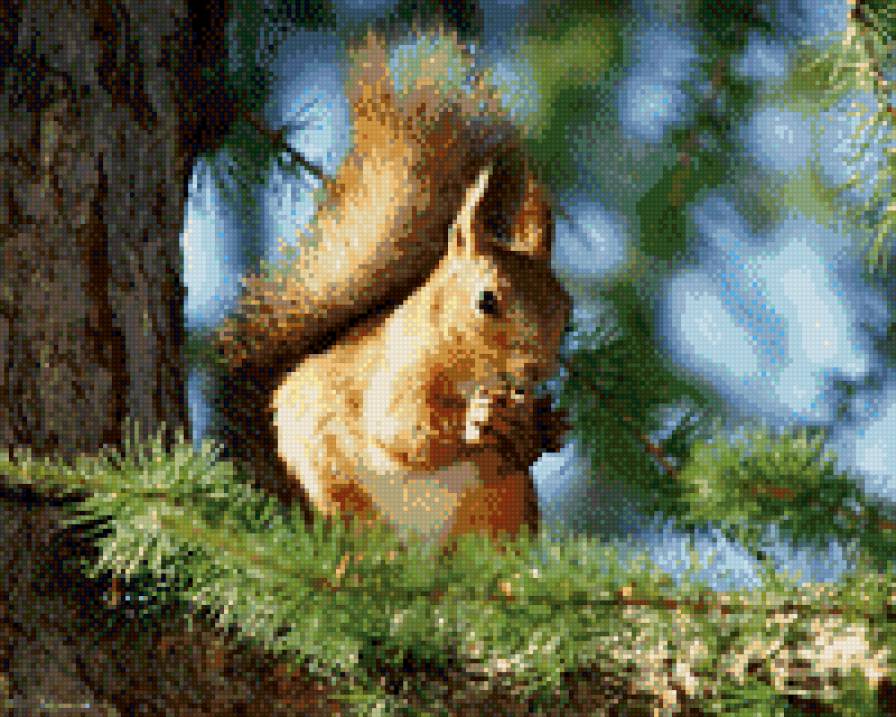 белка с шишкой - белка сосна лес животные - предпросмотр