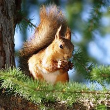 Схема вышивки «белка с шишкой»