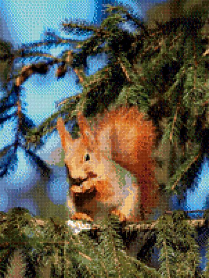 белка на сосне - белка сосна лес животные - предпросмотр