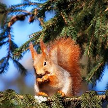 Схема вышивки «белка на сосне»