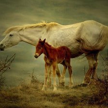 кобыла с жеребёнком..