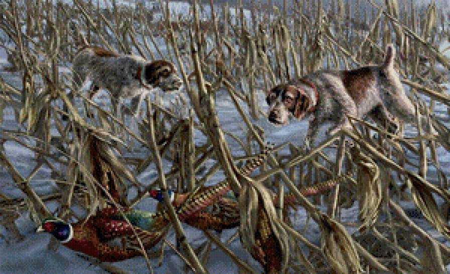 охота на фазанов - дичь, фазаы, легавые, животные, собаки, охота, зима - предпросмотр