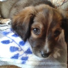 Схема вышивки «Виннэр»