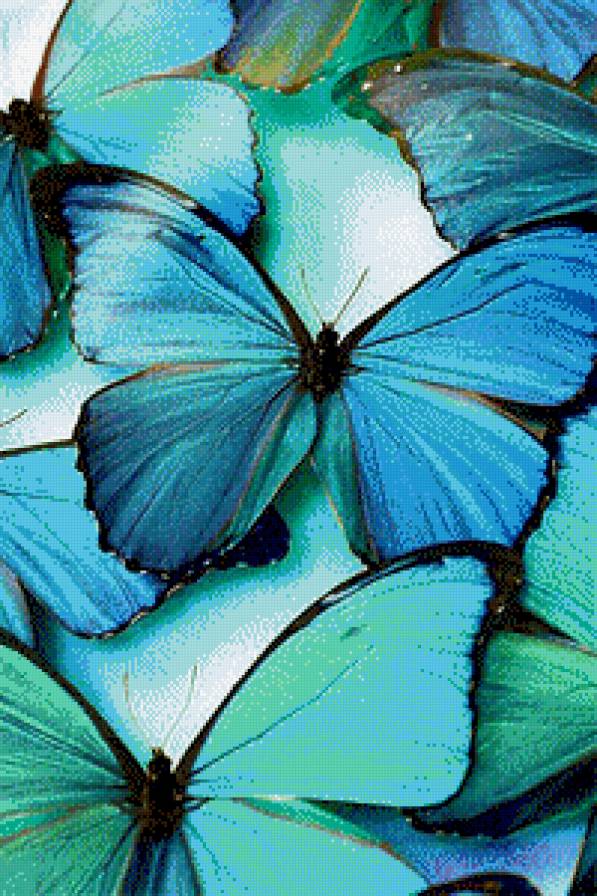 бабочки - предпросмотр