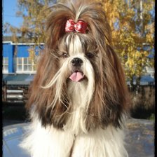 Схема вышивки «Даночка»