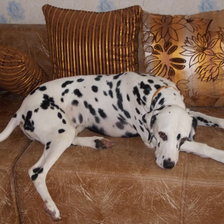 Далматин Снэппи