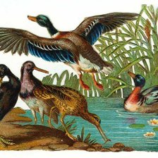 Схема вышивки «Утки»