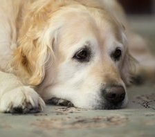 Схема вышивки «ждучий хазяена»