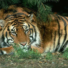 Схема вышивки «tigr»