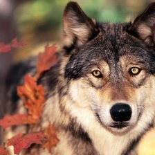 Схема вышивки «Волк»