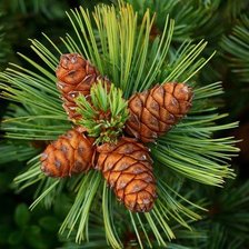 Схема вышивки «Шишки»