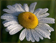 Схема вышивки «ромашка»