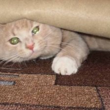 Схема вышивки «Котик»