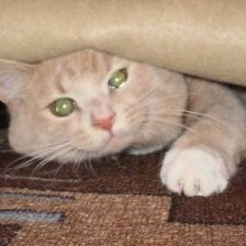 Схема вышивки «котэ»