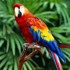 Схема вышивки «Попугай»