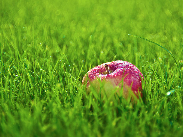 яблоко в траве - яблоко, трава - оригинал