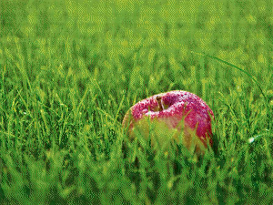яблоко в траве - яблоко, трава - предпросмотр