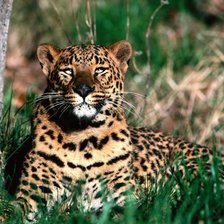 Схема вышивки «леопард»