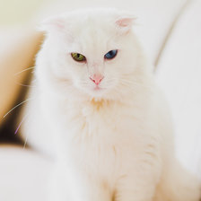 Схема вышивки «Кот»