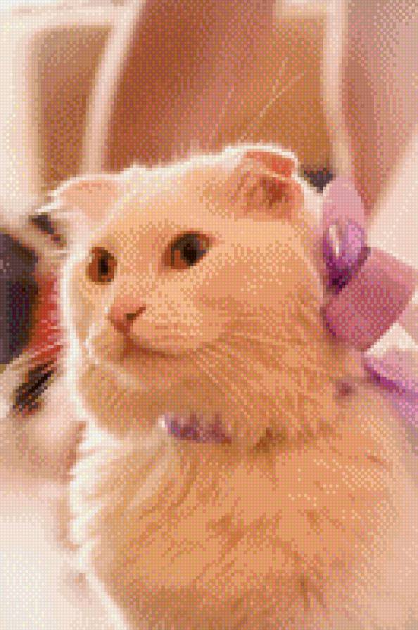 Свадебный кот - предпросмотр