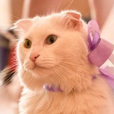 Свадебный кот