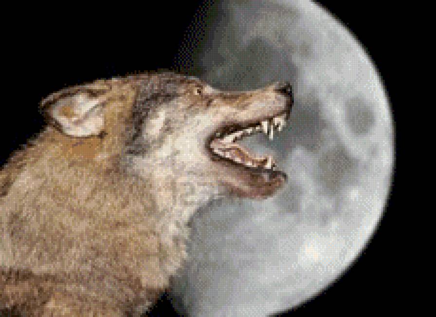 Wilk noca - wilk - предпросмотр