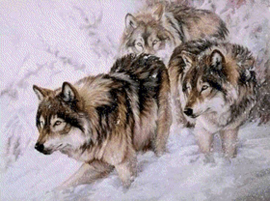 wilki - pejzaz, wilki, zima, ziwopis - предпросмотр