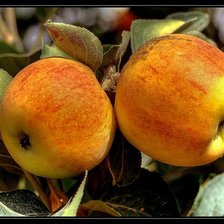 Схема вышивки «яблочки»