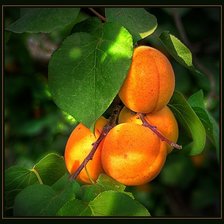 Схема вышивки «абрикосы»