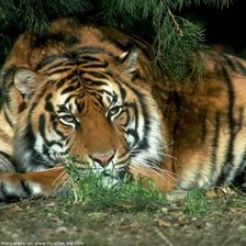 Схема вышивки «красавец тигр»