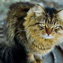 Схема вышивки «серия "кошки"»